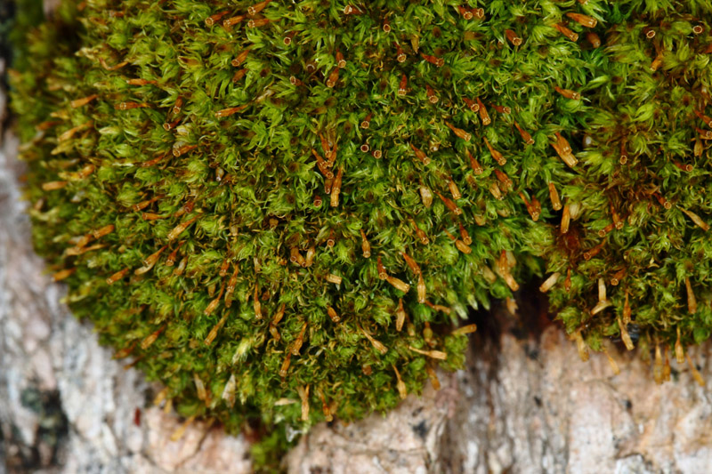 Ulota crispa